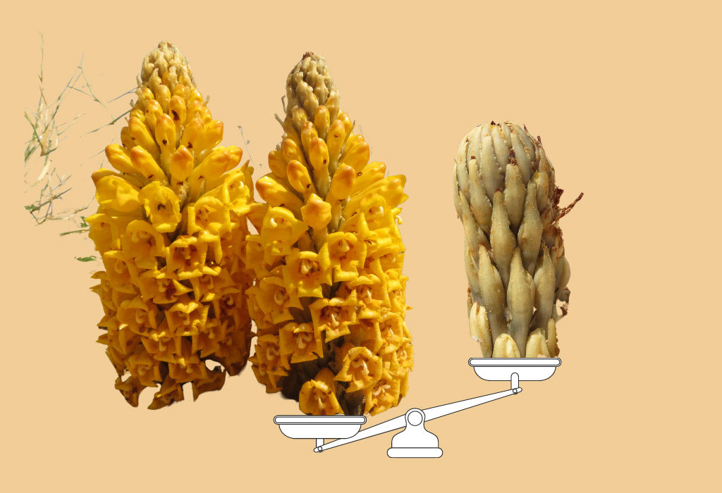What Are Differences Between Cistanche Deserticola Vs Tubulosa?