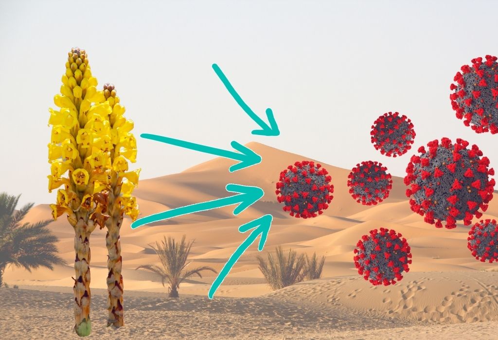 cistanche immune system benefits