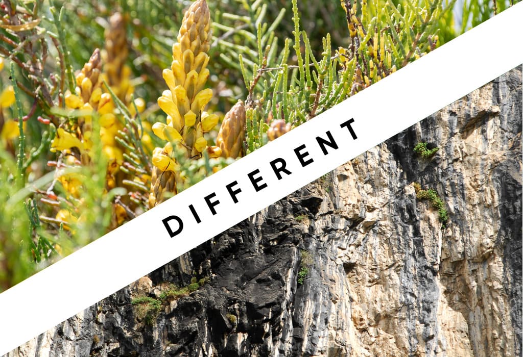 Cistanche Vs Shilajit