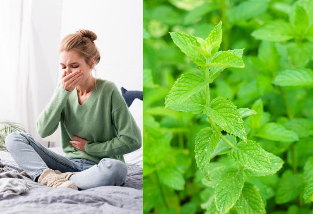 Does Spearmint Help With Nausea? Vinatura Supplements