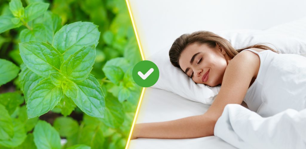 Does Spearmint Help You Sleep Well? Vinatura Supplements