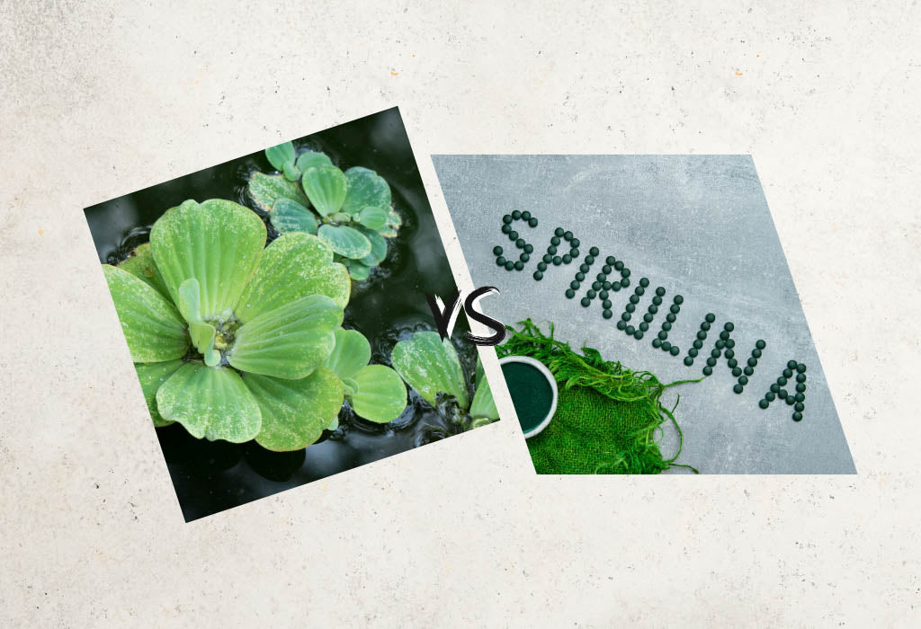 Duckweed vs Spirulina