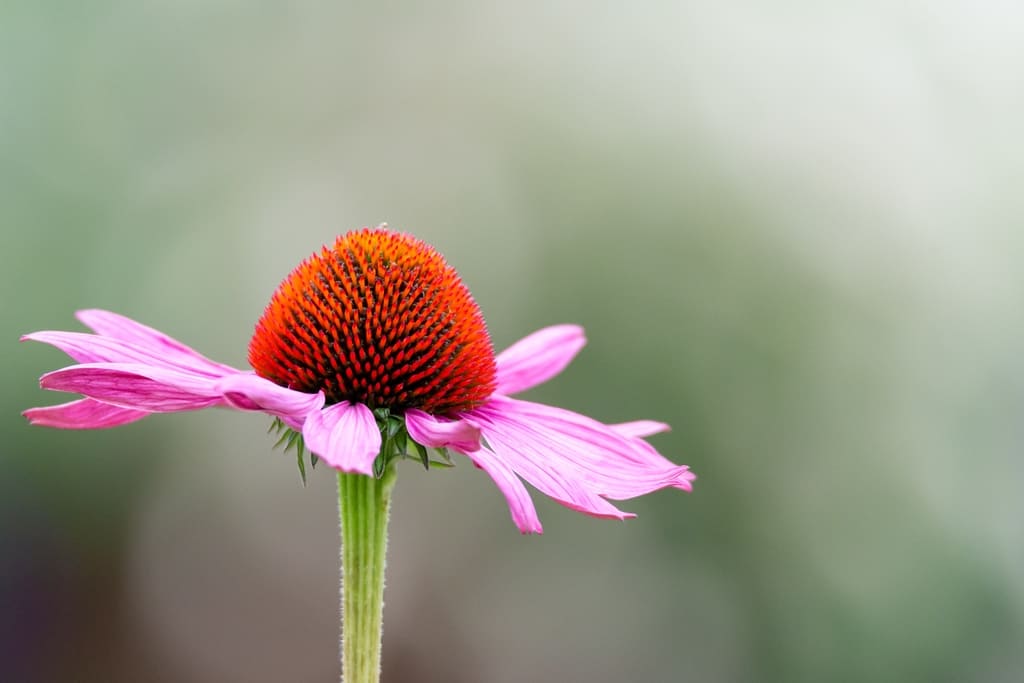 Echinacea and Goldenseal Root Benefits - Can We Combine Them?