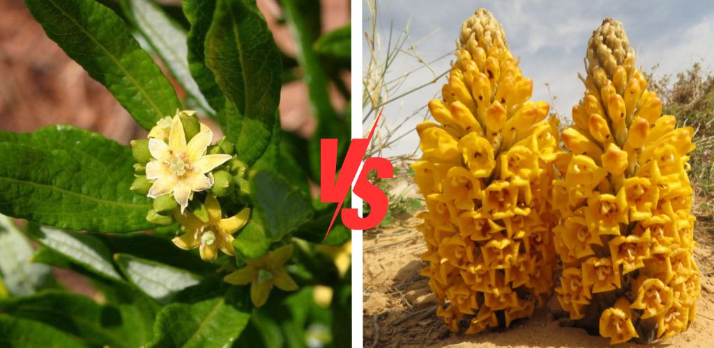 Fadogia Agrestis Vs Cistanche