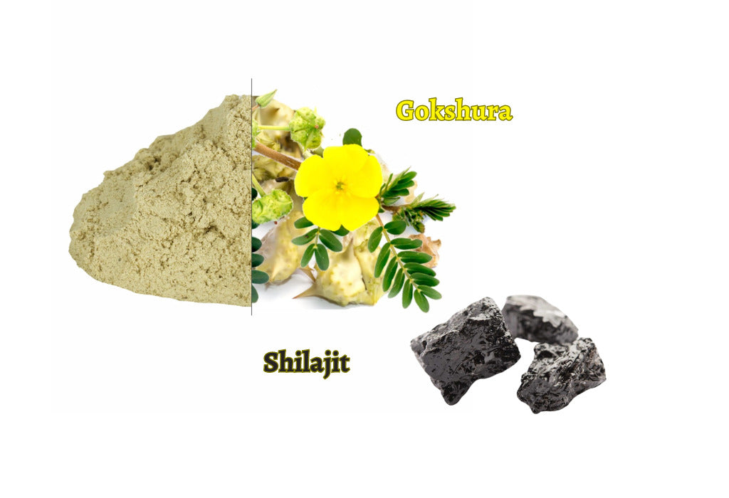 Gokshura Vs Shilajit