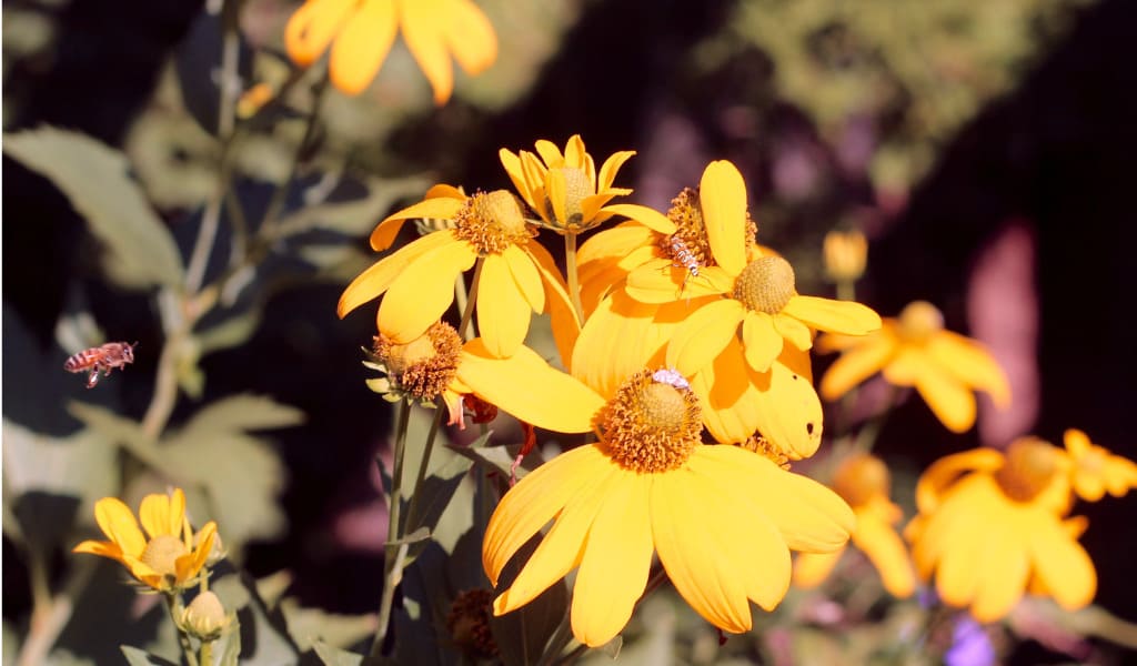 Goldenseal Benefits for Skin and Acne