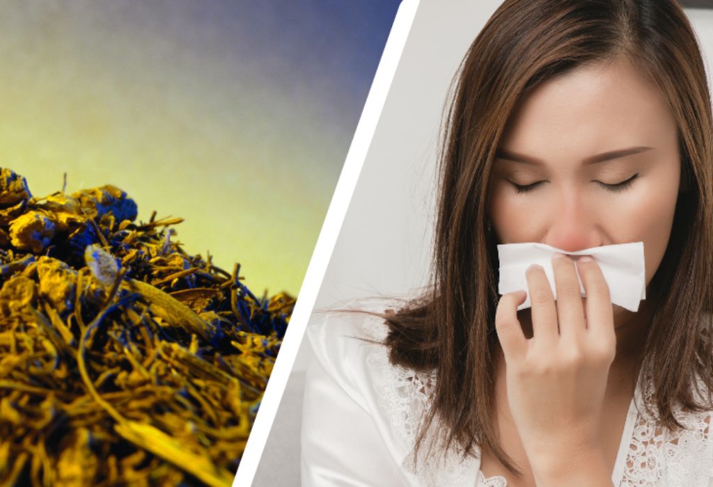 Goldenseal Root For Sinus Infection And Asthma