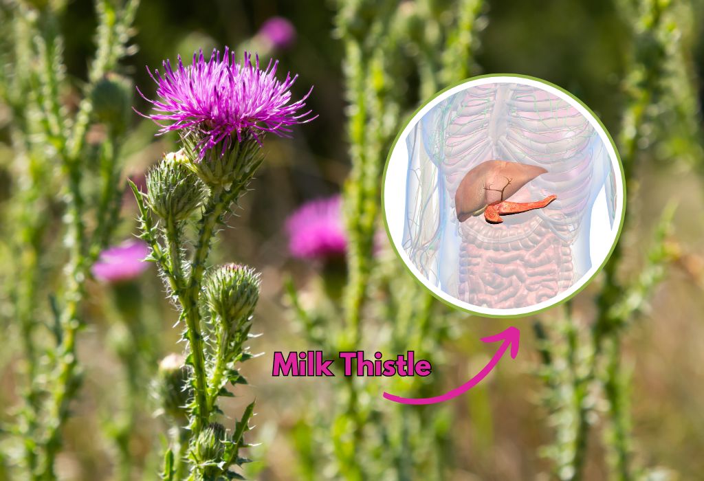 Is Milk Thistle Good for Your Pancreas