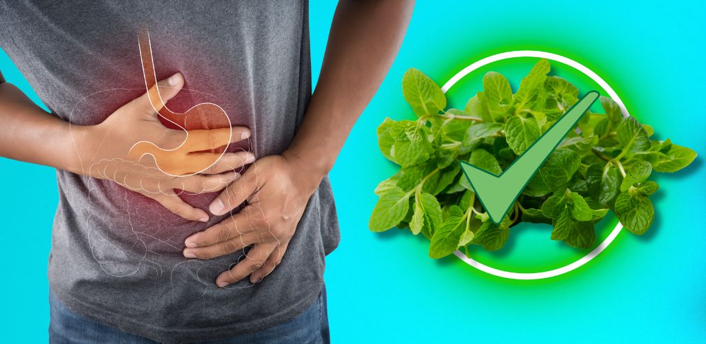 Is Spearmint Good For Acid Reflux