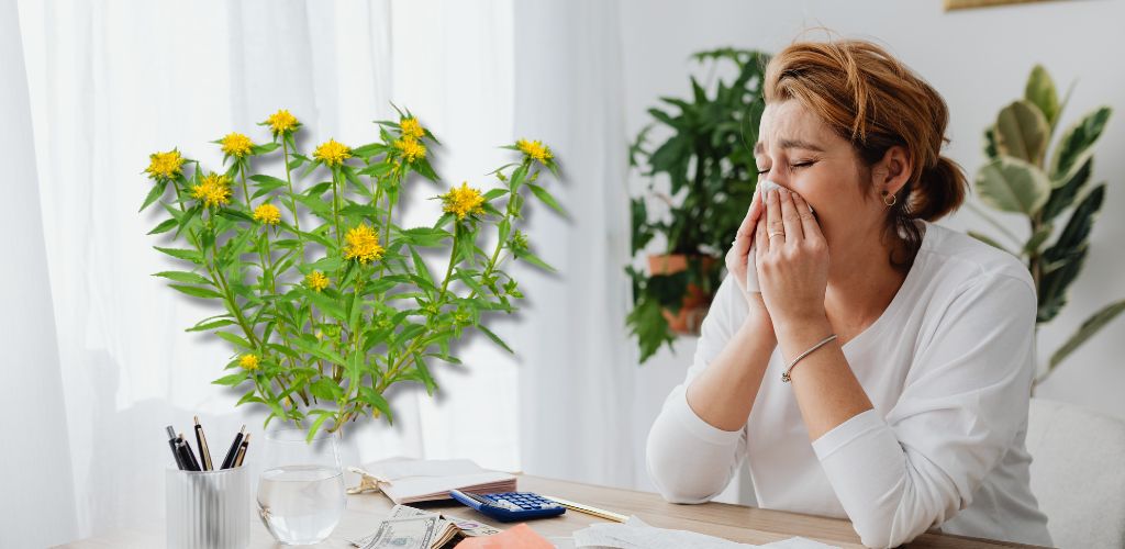 Rhodiola for Anxiety