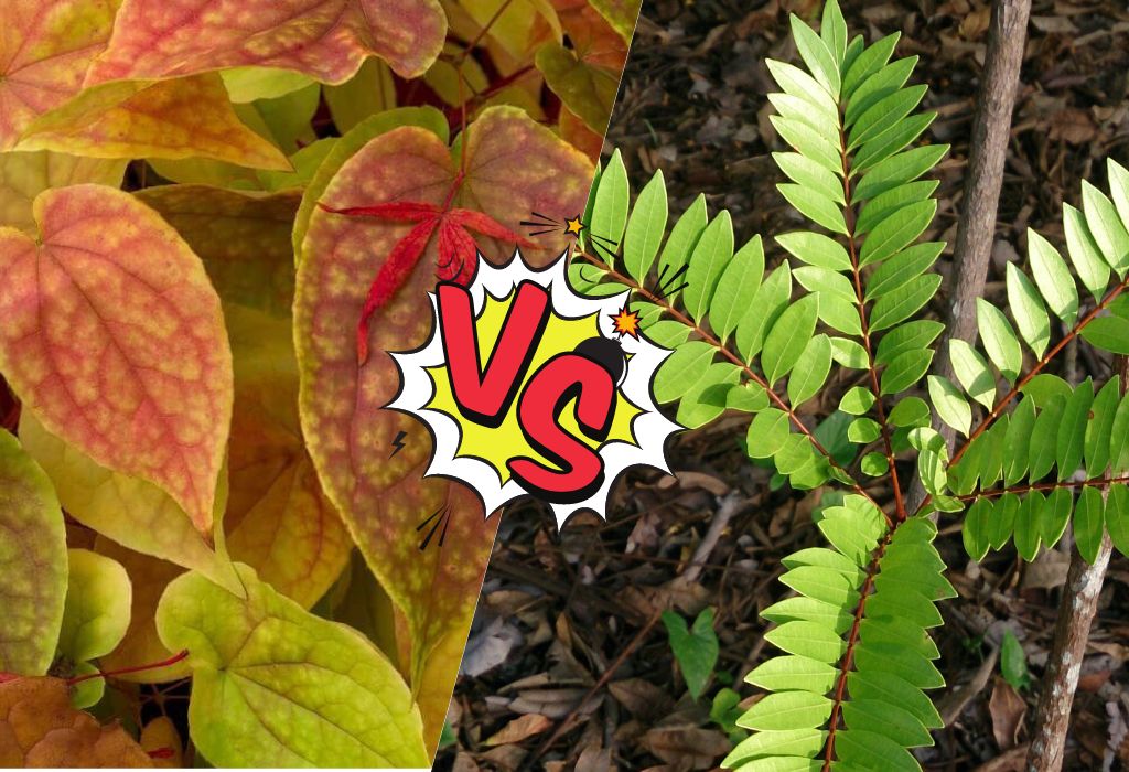 Tongkat Ali Vs Horny Goat Weed