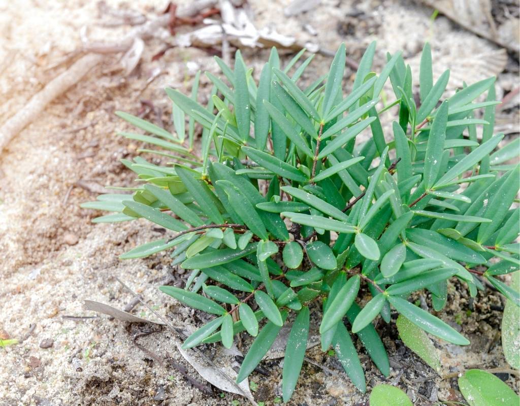 User Reviews About Tongkat Ali