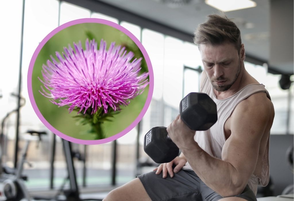 What Is Milk Thistle Used For In Bodybuilding