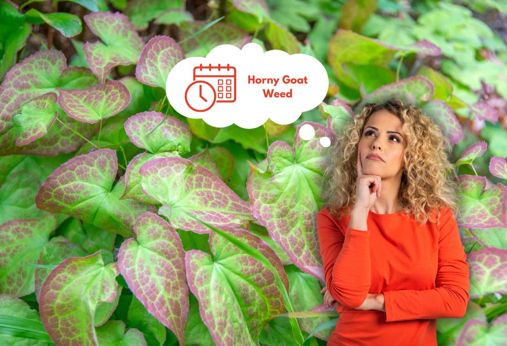 best time to take horny goat weed
