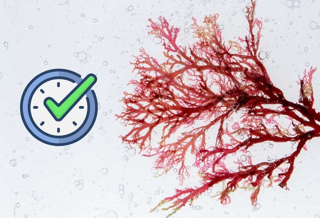 best time to take sea moss