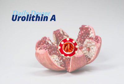 Daily Urolithin A Dosage