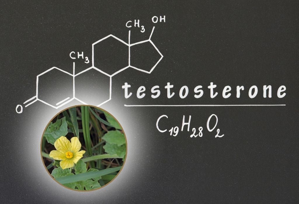 does fadogia agrestis increase testosterone