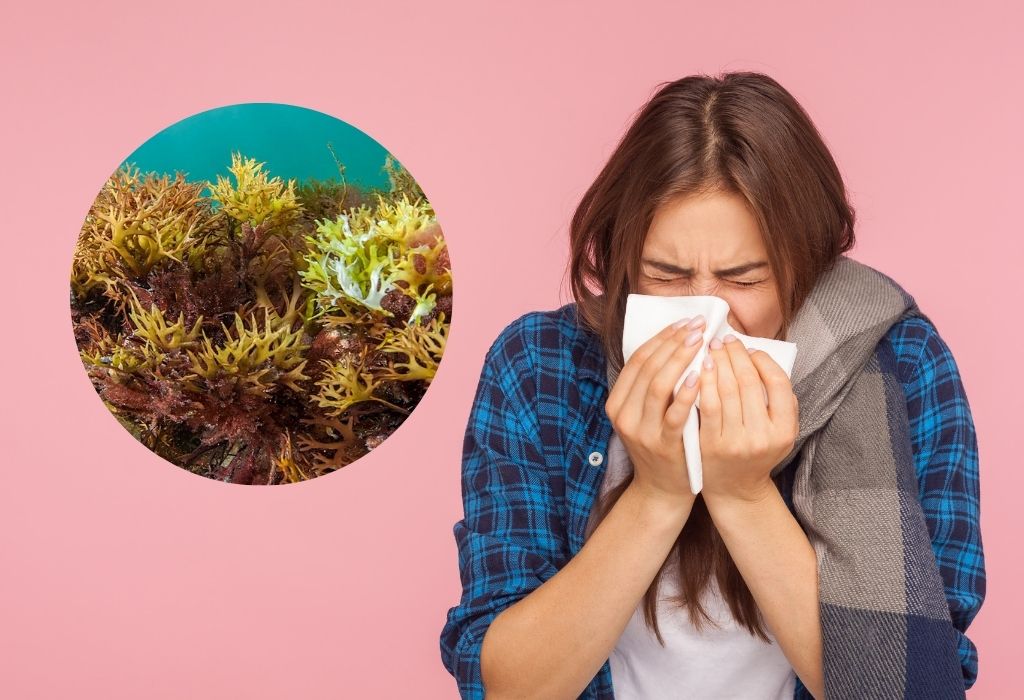 does sea moss help with mucus