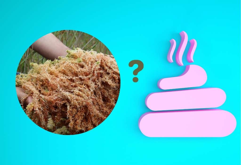 does sea moss make you poop