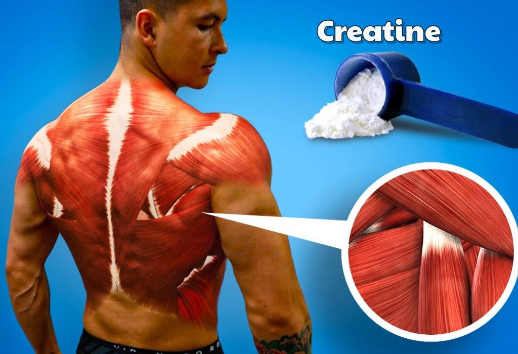 How Long Does Creatine Stay In Your System