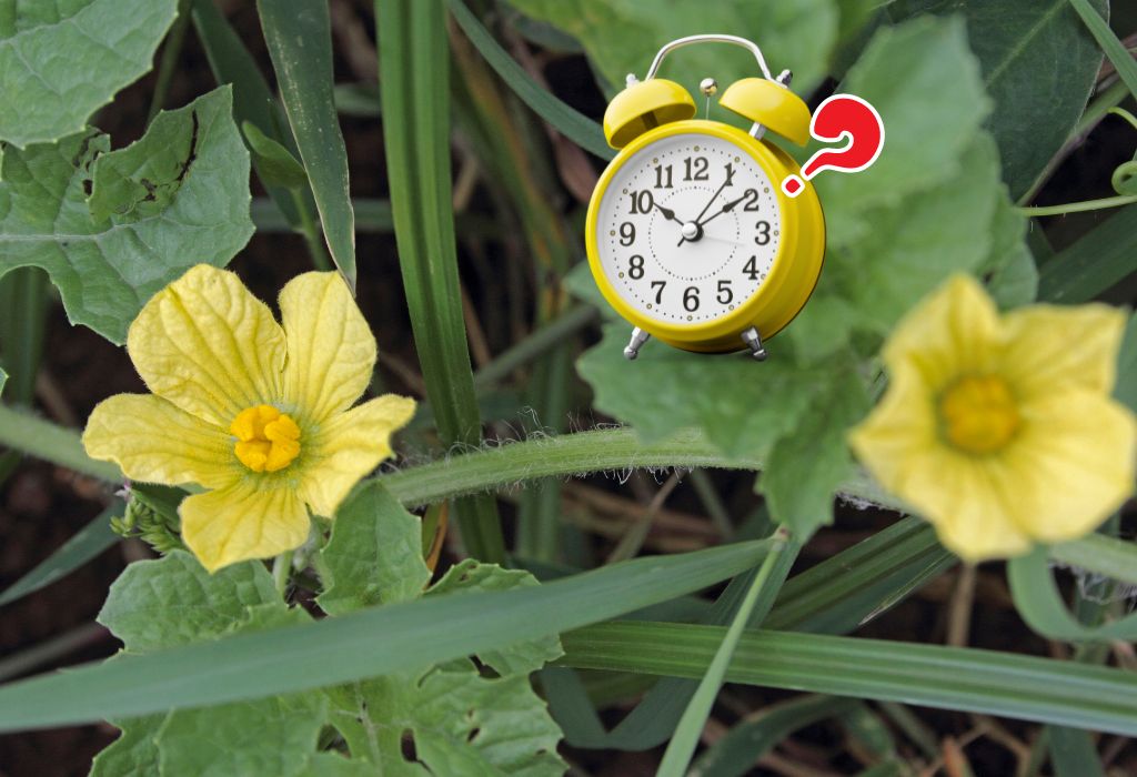 how long does fadogia agrestis take to work