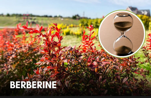 How Long Does It Take For Berberine To Work
