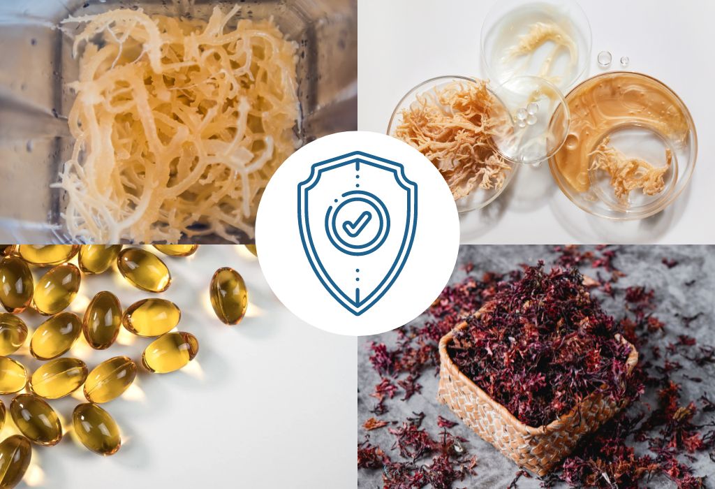 how to store sea moss