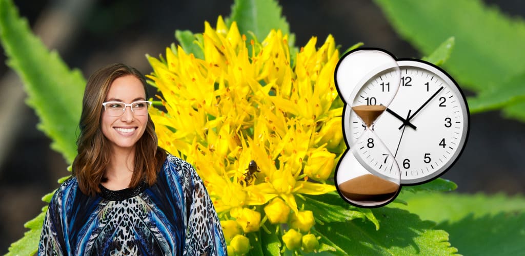 How Long Does It Take Rhodiola To Work