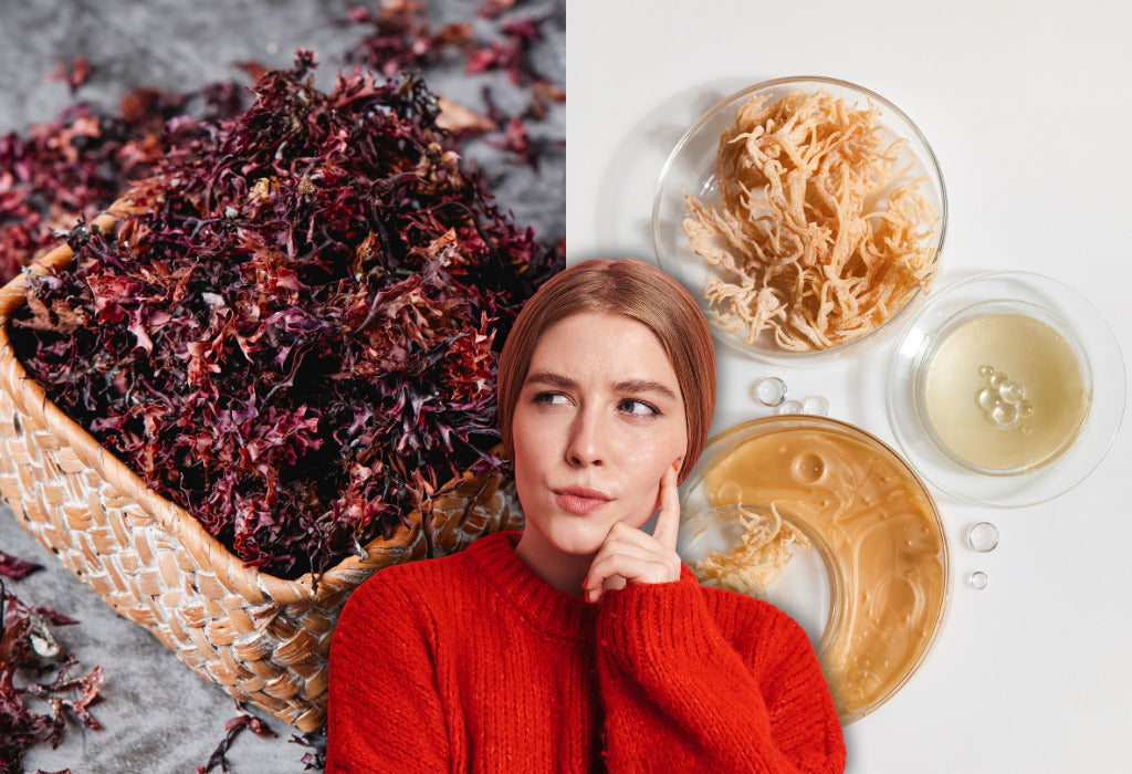 irish moss vs sea moss
