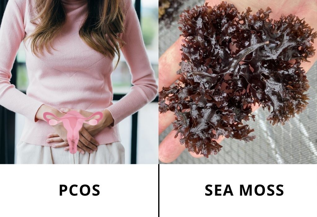 sea moss for pcos