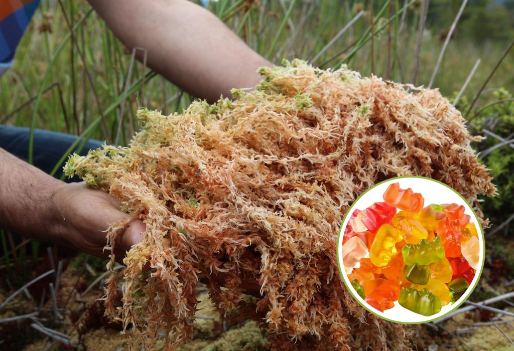sea moss gummies benefits