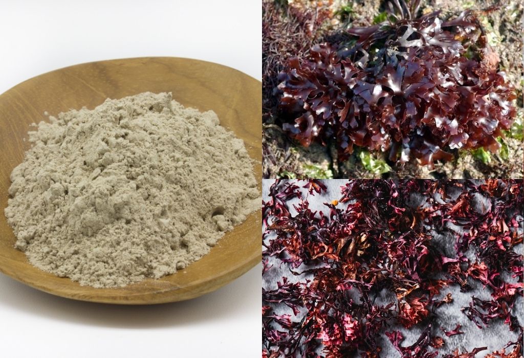 sea moss powder recipe