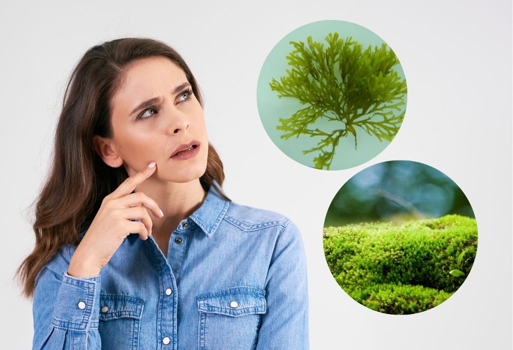 Sea Moss Vs Seaweed