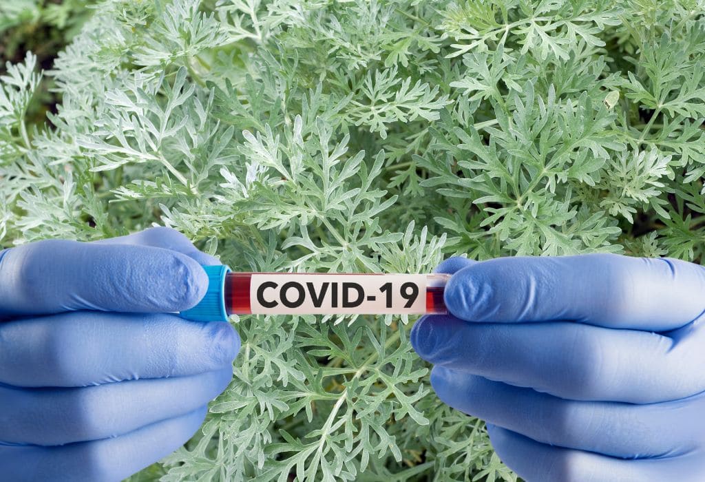 Sweet Wormwood for COVID-19