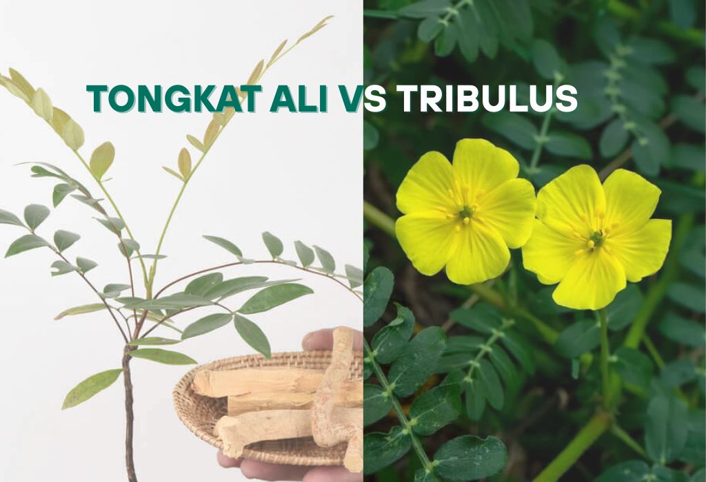 tongkat ali vs tribulus