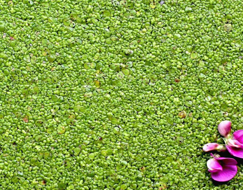 User Reviews on Mankai