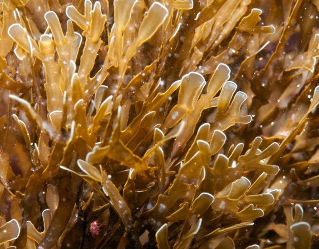 what is fucoxanthin