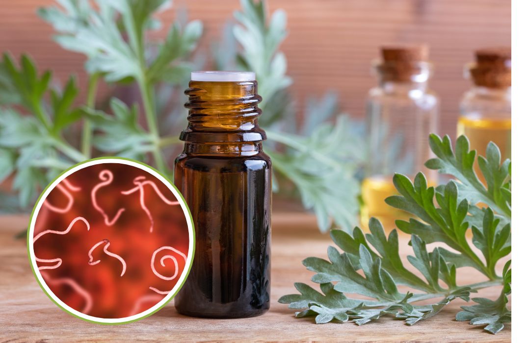 wormwood for parasites