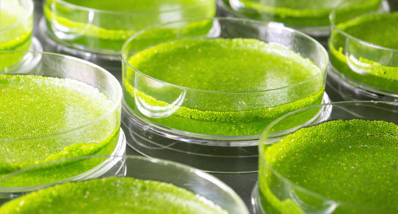 Passionate about Wellness, Committed to Quality