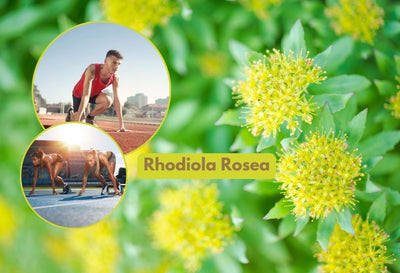 Benefits of Rhodiola For Athlete's Performance