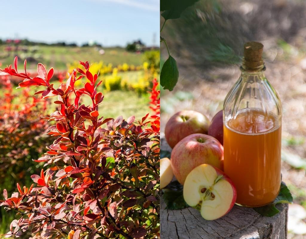 Berberine and Apple Cider Vinegar