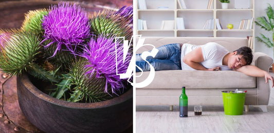 Does Milk Thistle Help With Hangovers?