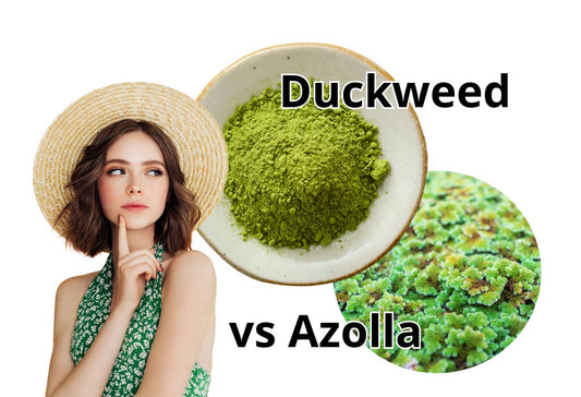 Duckweed vs Azolla Nutrition: Which Is Better?