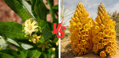 Fadogia Agrestis Vs Cistanche