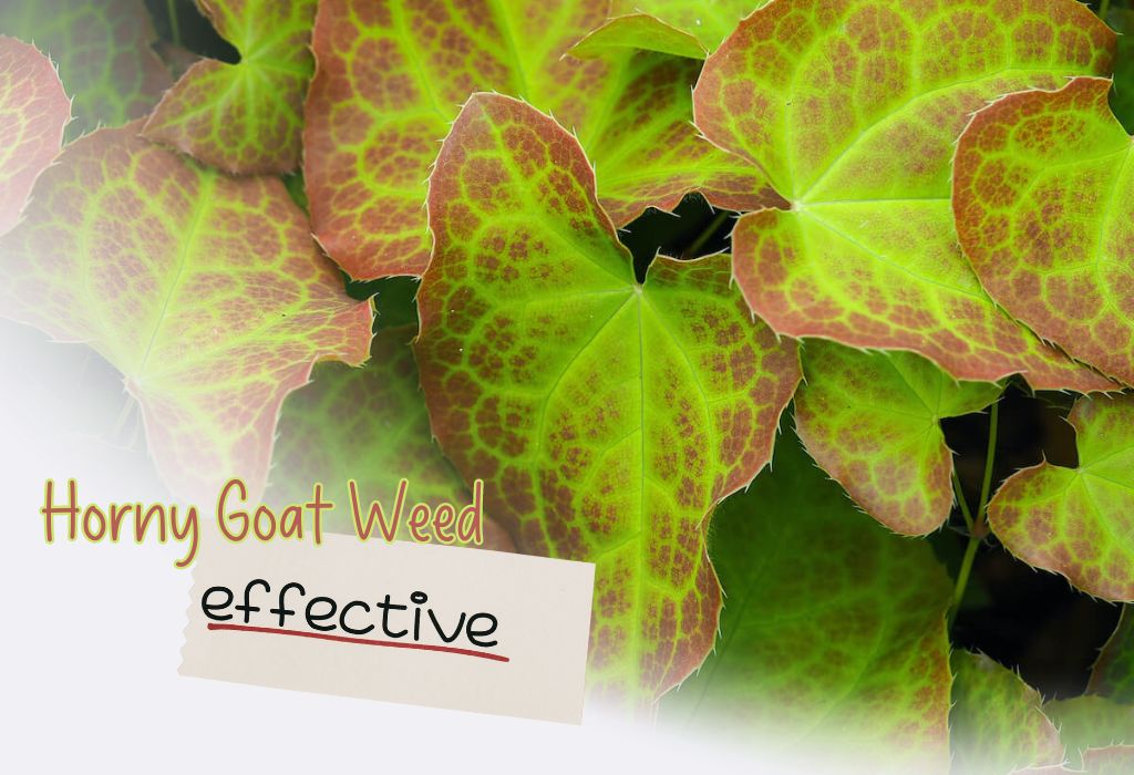 How Long Does Horny Goat Weed Take To Work