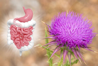 How Long Does Milk Thistle Stay In Your System