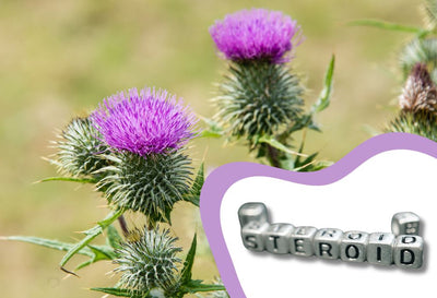 How Much Milk Thistle Per Day On Cycle