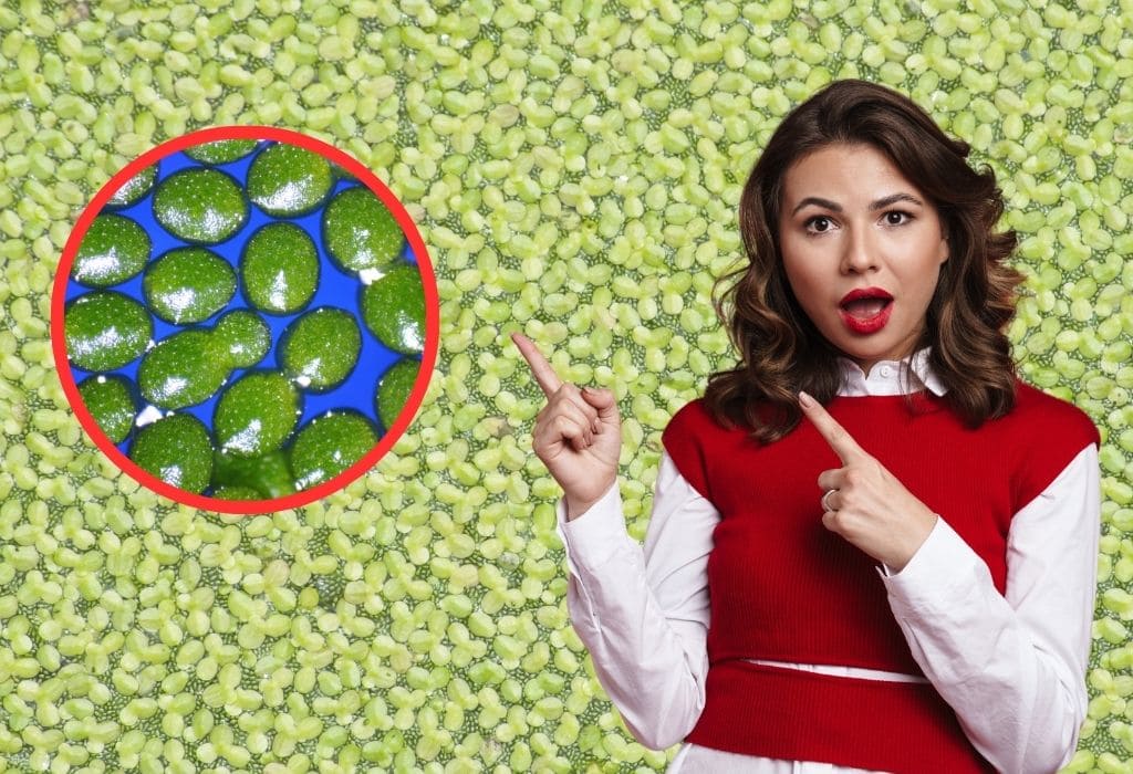 Is Duckweed Edible? What Does Duckweed Taste Like? Vinatura Supplements