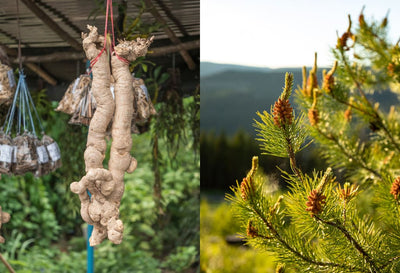 Pine Pollen Vs Tongkat Ali What Should You Choose