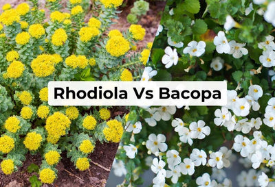 Rhodiola Vs. Bacopa
